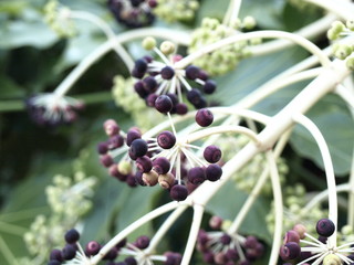 Aralia japonica