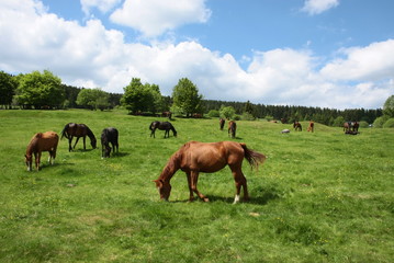 auf der koppel