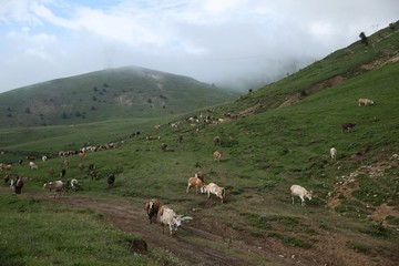 Fototapeta premium cows are returning home. savsat/artvin/turkey