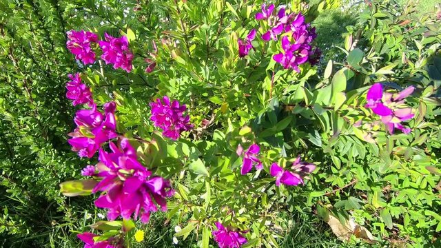Shot in motion of a specimen of Polygala myrtifolia in bloom
