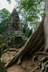Fototapeta na wymiar Massive tropical tree trunk with Angkor ruins in the background