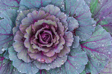 Overhead view of a purple cabbage plant with water drops