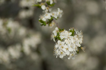 closeup of apple tree flowers at spring