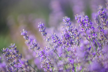 Naklejka premium Lavender bushes closeup. Sunset gleam over purple flowers of lavender