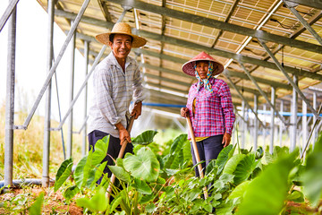 Obraz premium Asian farmer farming in lotus field
