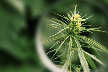 Green cannabis flower CBD macro and medical marijuana. Growing hemp top quality products. Concept of the use of cannabis oil for therapeutic purposes