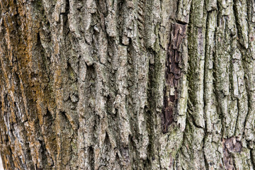 bark of a tree