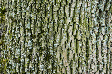 bark of a tree with moss