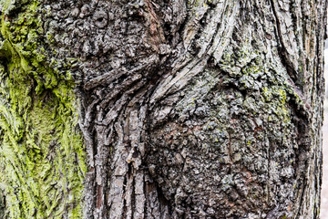 bark of a tree with moss