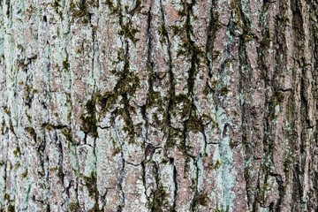Obraz premium bark of a tree with moss
