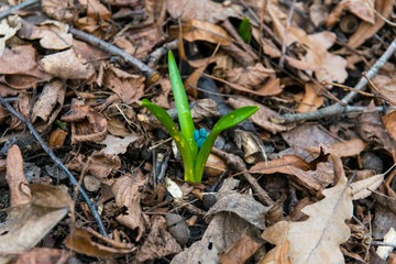 blue flower background of dry leaves