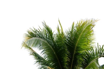 Coconut leaves on white isolated background for green foliage backdrop