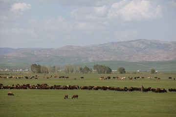 herd of sheep in green meadow. artvin/turkey