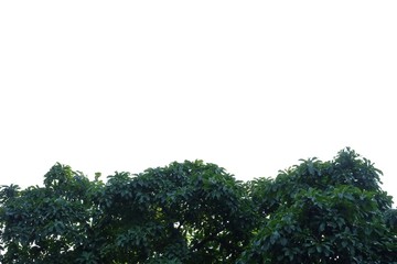 Obraz premium Tropical tree leaves with branches on white isolated background for green foliage backdrop 