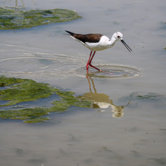 Bird in wildlife, fuente de piedra