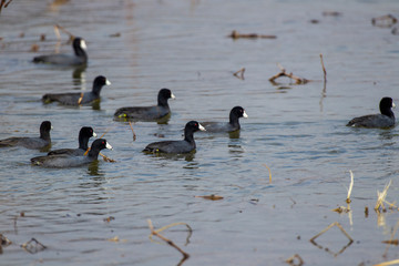 American Coots 4934