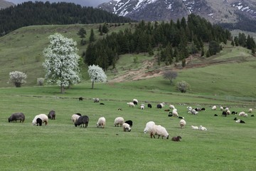 herd of sheep in green meadow. artvin/turkey