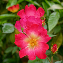 Fototapeta na wymiar bunch of red wild rose flowers on vibrant green foliage background