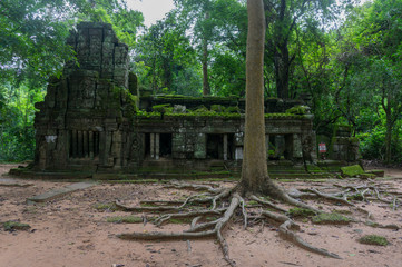 Tree with large roots in front of a moss covered temple at the Angkor archeological site