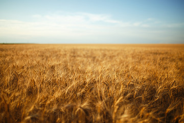 Amazing agriculture sunset landscape.Growth nature harvest. Wheat field natural product. Ears of...