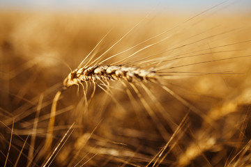 Amazing agriculture sunset landscape.Growth nature harvest. Wheat field natural product. Ears of golden wheat close up. Rural scene under sunlight. Summer background of ripening ears of landscape.