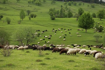Fototapeta premium herd of sheep in green meadow. artvin/turkey