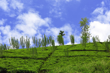 Fototapeta na wymiar Beautiful view on tea plantation near Nuwara Eliya, Sri Lanka