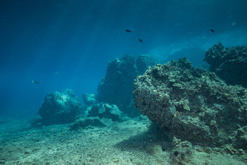 Fototapeta na wymiar Coral reef scene and tropical fish