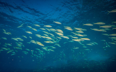 Fototapeta na wymiar Coral reef scene and tropical fish