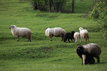 Fototapeta premium herd of sheep in green meadow. artvin/turkey
