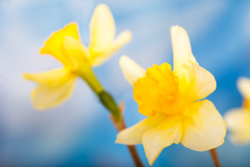 Fototapeta premium Narcissus flower. Narcissus daffodil flowers and blue sky background. Close up image.
