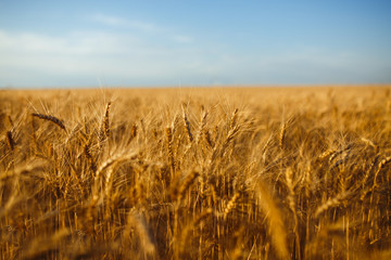 Close up nature photo Idea of a rich harvest. Amazing backdrop of ripening ears of yellow wheat field on the sunset cloudy orange sky background. Copy space of the setting sun rays on horizon in rural