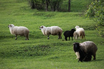 Obraz premium herd of sheep in green meadow. artvin/turkey