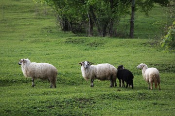 Obraz premium herd of sheep in green meadow. artvin/turkey
