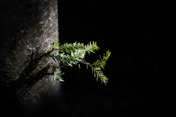 A single young spruce branch growing in dark background