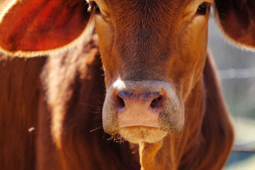 Brahma crossbred heifer cow looking at camera closeup.
