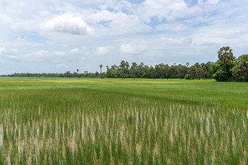 Obraz premium Beautiful expanse of rice fields in the Cambodian countryside