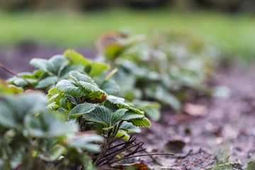 Reihe von Erdbeerpflanzen im Frühjahr