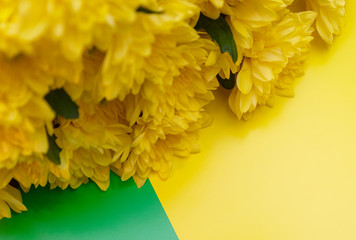 bouquet of yellow chrysanthemums on a colored background