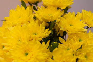 bouquet of yellow chrysanthemums