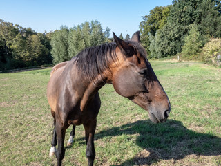 Pferd in Frühling