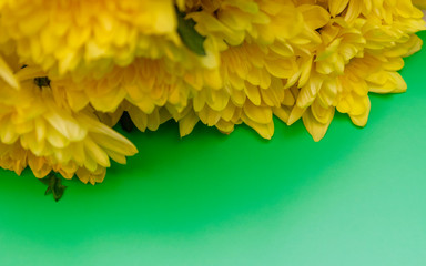 bouquet of yellow chrysanthemums on a colored background