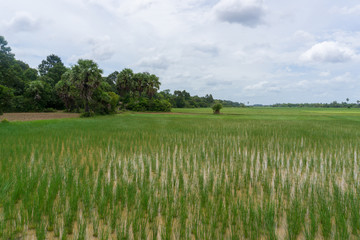Obraz premium Lush, vibrant landscapes with fresh green rice fields and luxuriant jungles in rural Cambodia