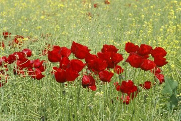 endemic flower types in all colors. savsat/artvin/turkey