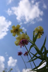 Fototapeta premium endemic flower types in all colors. savsat/artvin/turkey