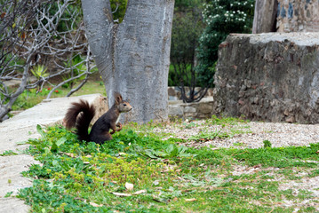 A dark brown furry squirrel sits hind legs near a large tree in the park. Cute rodent.