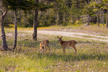 Doe licking the back of one of her two adorable fawns standing in wildflowers next to a dirt road during a sunny summer day, Port-Menier, Anticosti, Quebec, Canada