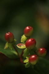 endemic flower types in all colors. savsat/artvin/turkey
