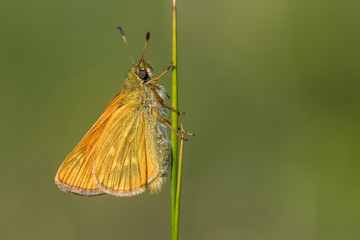 Butterfly Ochlodes sylvanus. Large skipper.