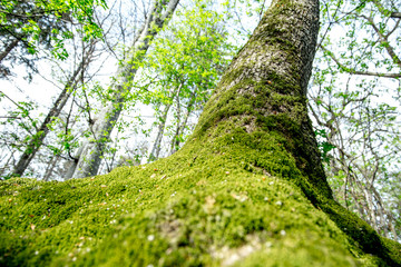 Fototapeta premium Tree